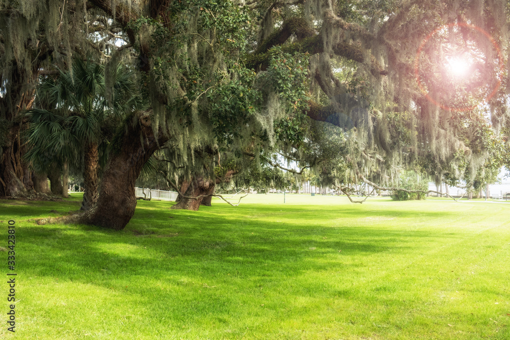 Obraz premium Green spring park with fresh grass, trees, palms. Beautiful nature background