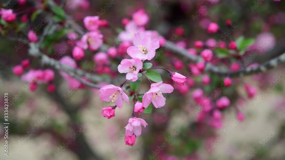 可憐に咲く花かいどう 可憐に咲く花かいどう