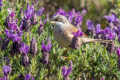A spectacled warbler (Sylvia conspicillata) in a bush.
