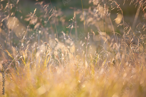 Golden light of summer morning on the meadow. Rural summer nature background