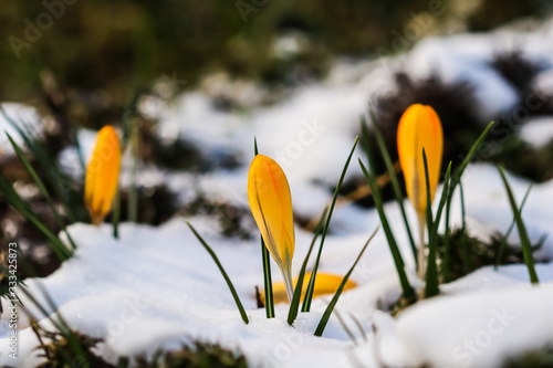 The first yellow crocuses from under the snow in the garden on a sunny day