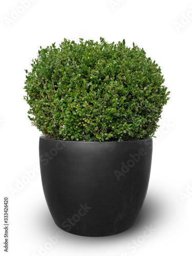 buchsbaum kugel in grauem Pflanzkübel isoliert auf weißem hintergrund