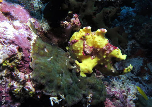 Warty frogfish Antennarius maculatus Pescador island Cebu Philippines