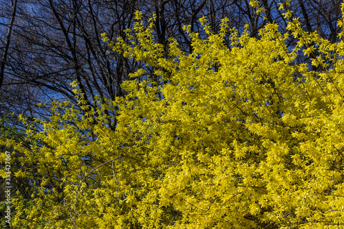 Blooming yellow acacia shrub. Trees without leaves.