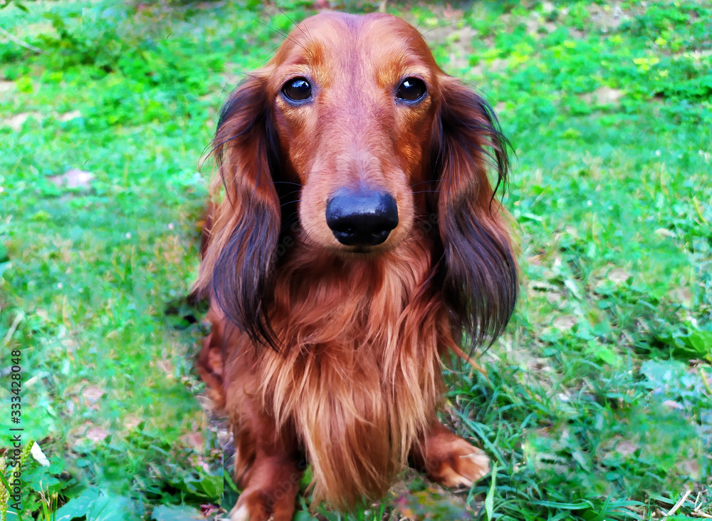 portrait of dachshurst dachshund