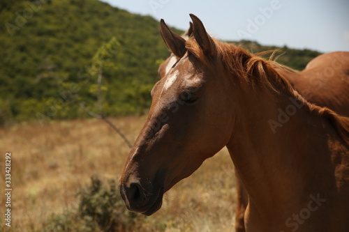 Portrait of an orange  brown horse on a background of the steppe  in summer. Crimean peninsula.
