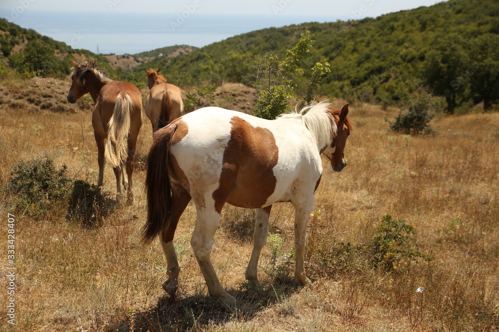 Horses take a seat on the field in summer. Herd, pinto, foal. Horses take a seat on the field in summer. Herd, pinto, foal.