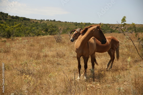 A herd of orange horses on a field in summer. Crimean peninsula. © Надежда Манахова