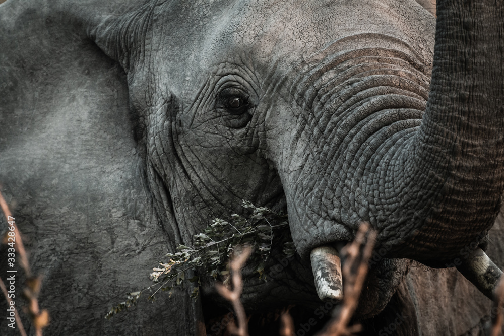 Fototapeta premium Elefante affamato