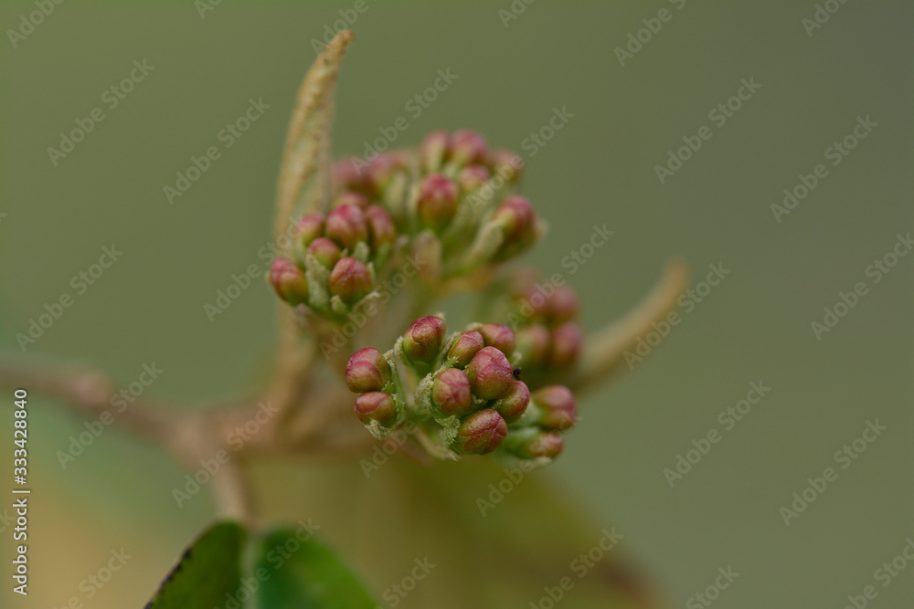 Spring shoot with buds Closeup Spring shoot with buds Closeup