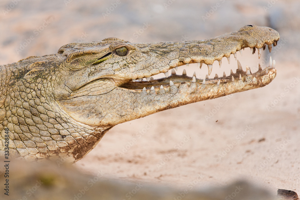 Fototapeta premium Coccodrillo sorridente