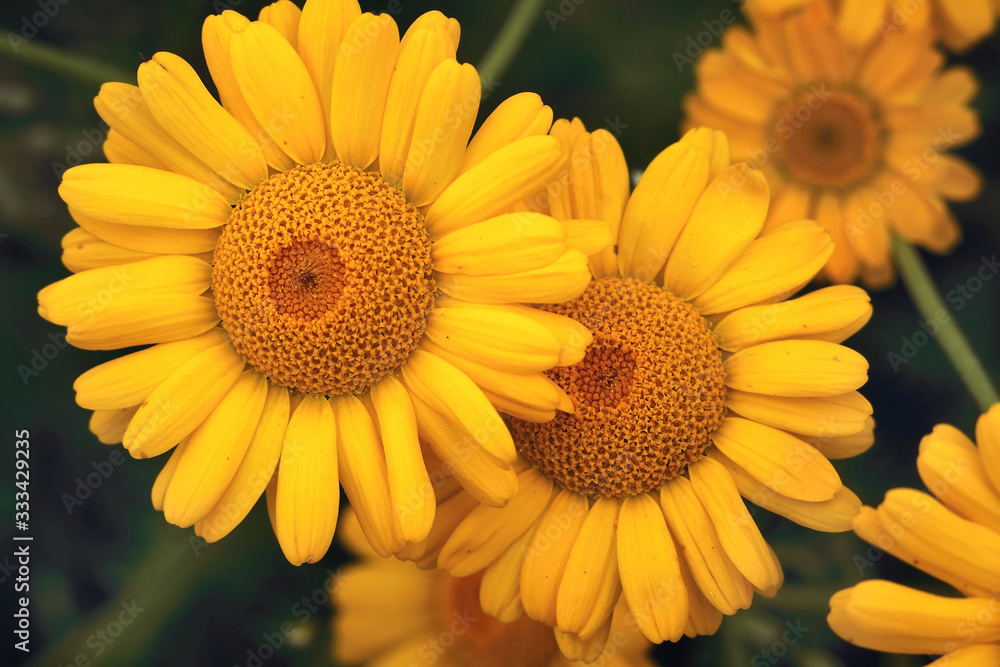 Yellow daisies in the field. Background with beautiful yellow flowers. Yellow daisies in the field. Background with beautiful yellow flowers.