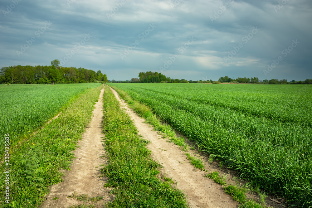 Dirt road through a field of green grain, horizon and rainy clouds on the sky