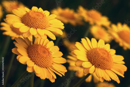 Yellow daisies in the field. Background with beautiful yellow flowers.