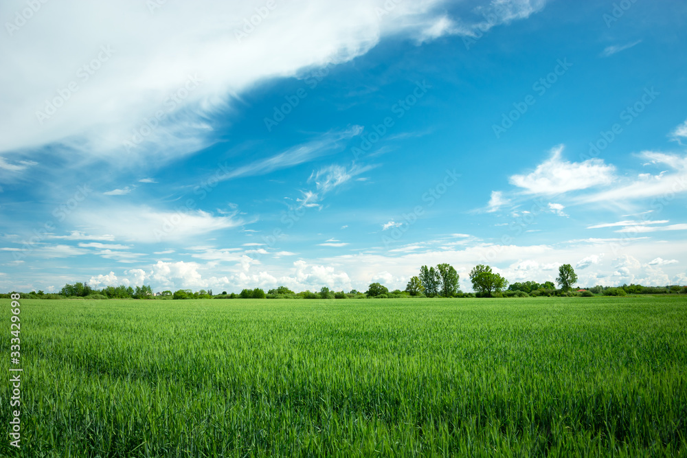 Green grain field, horizon and white clouds on blue sky