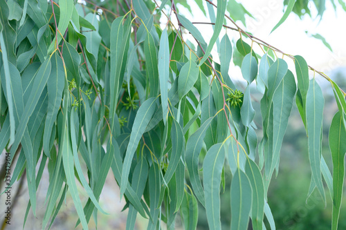 eucalyptus leaves. branch eucalyptus tree nature outdoor background
