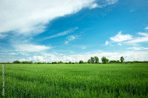 Green grain field, horizon and white clouds on blue sky