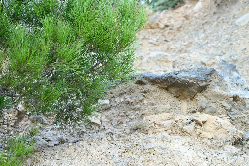 the pine tree grows in stony soil in the mountainous area of Crete, Greece