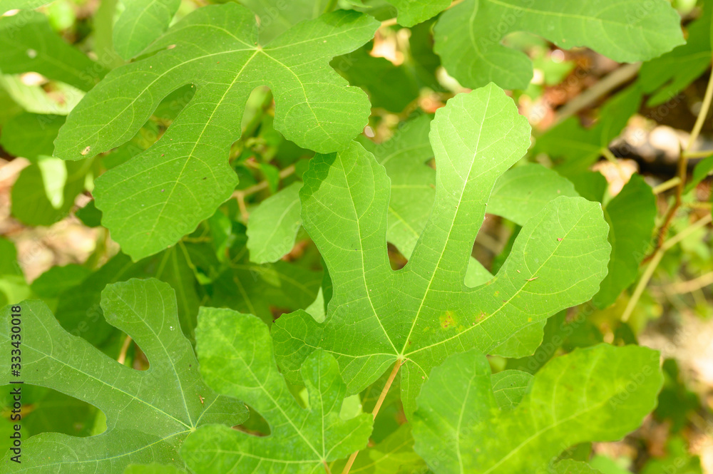 green wild Fig leaves in the rainforest. sun beams green wild Fig leaves in the rainforest. sun beams