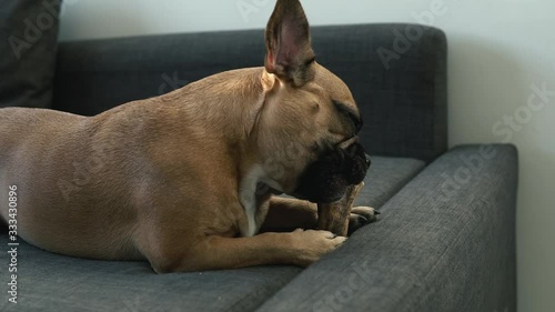 Side shot french bullldog play with natural bone photo