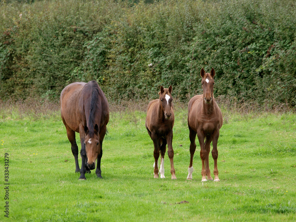 Obraz premium Mares and Foals
