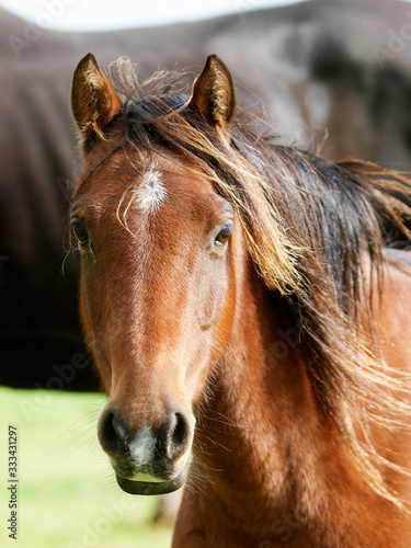 Native Pony Headshot © Nigel Baker