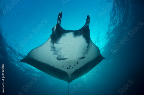 Oceanic Manta Ray (Manta birostris)