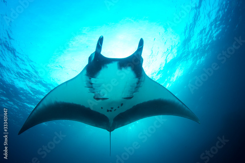 Oceanic Manta Ray (Manta birostris) © Richard Carey