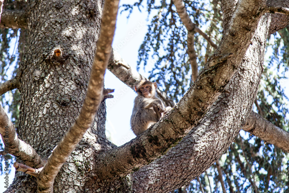 Obraz premium monkeys in the forest in Morocco