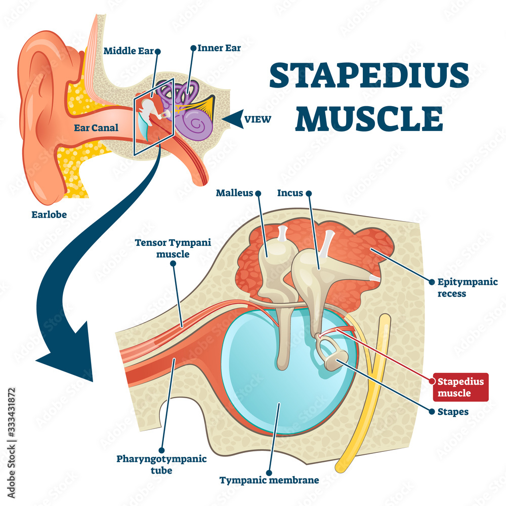 Stapedius muscle vector illustration. Labeled anatomical ear structure