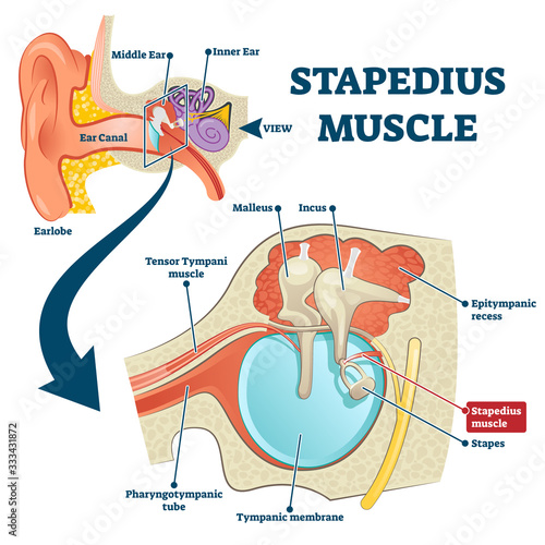 Stapedius muscle vector illustration. Labeled anatomical ear structure scheme photo