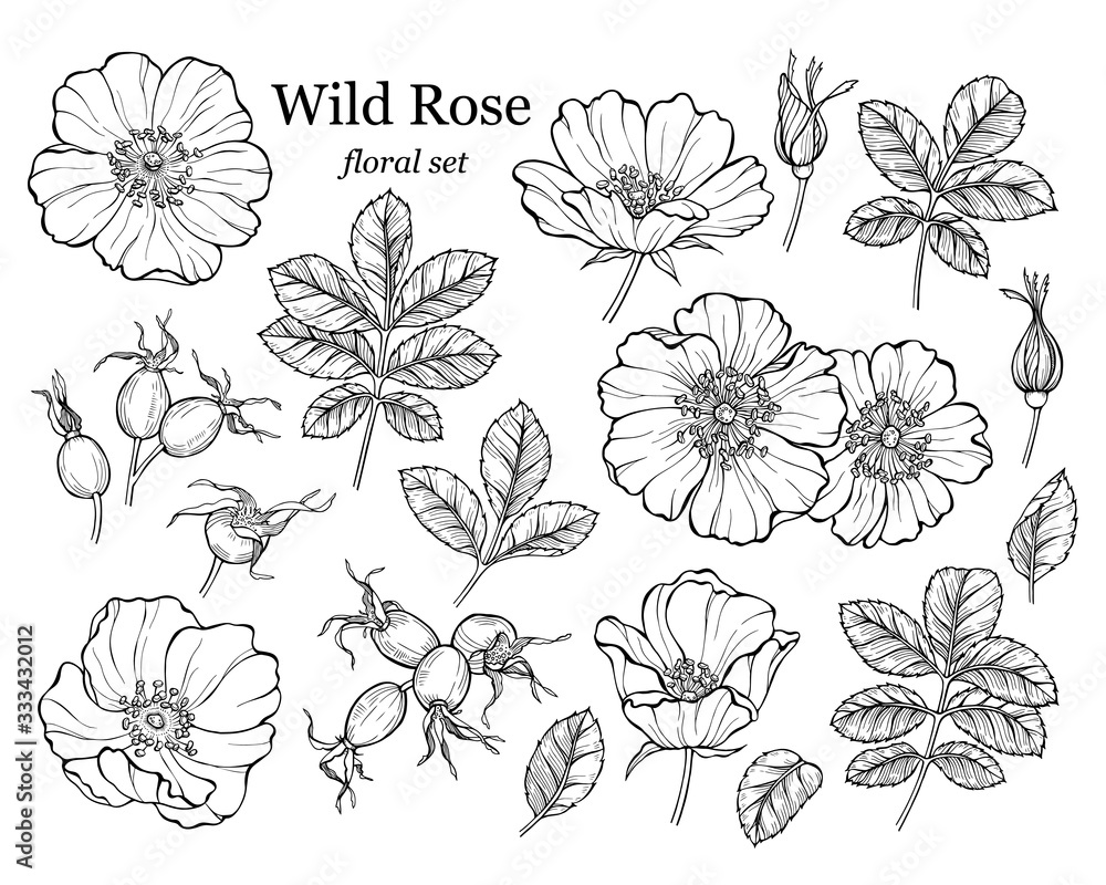Plakat Wild rose flower set, line art drawing. Outline floral design elements isolated on white background, vector illustration