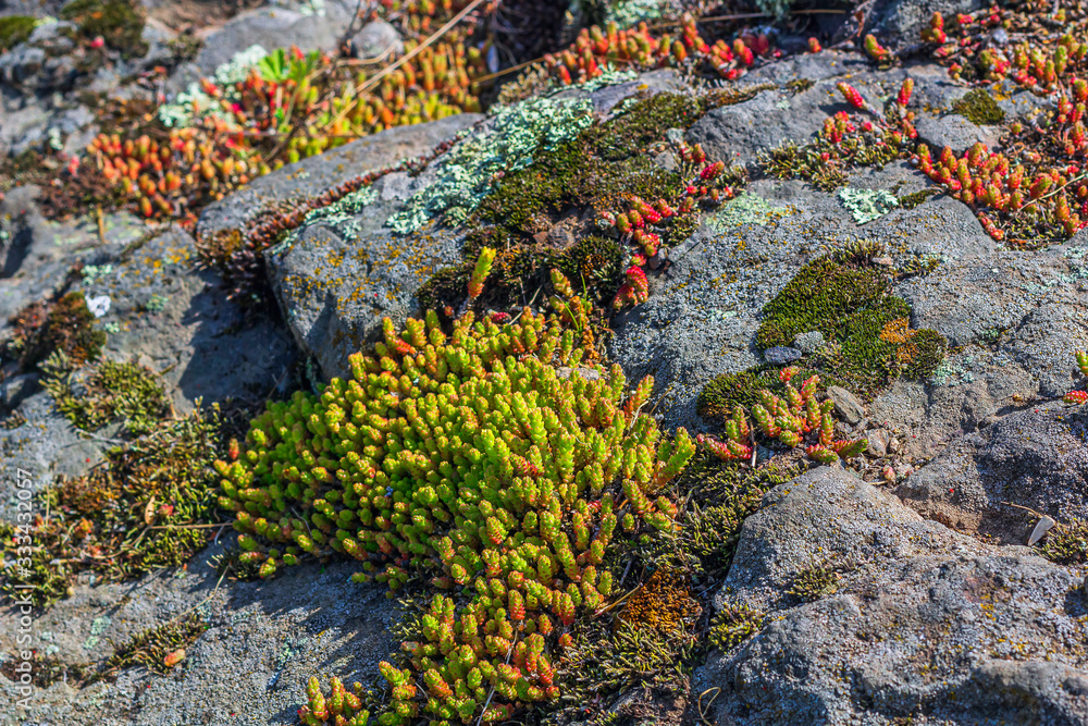 Sedum acre, Sedum album is the perennial herbaceous succulent plant with numerous rising stems covered with small thick leaves. Sedum acre, Sedum album is the perennial herbaceous succulent plant with numerous rising stems covered with small thick leaves.