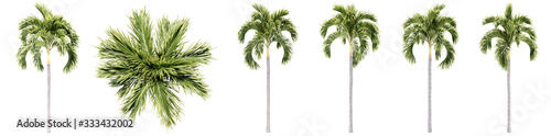 Set or collection of green palm trees isolated on white background. Concept or conceptual 3d illustration for nature  ecology and conservation  strength and endurance  force and life