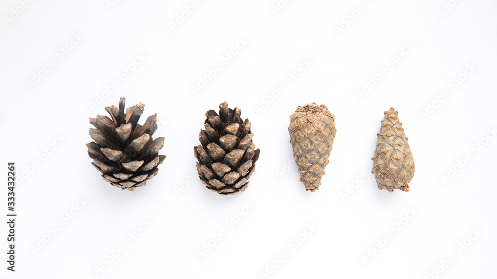 Pine open and closed cones on a white background Pine open and closed cones on a white background