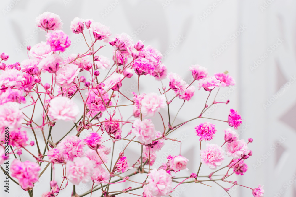 Sprig of pink gypsophila on the white background.Flowers close up,selective focus,blurred background