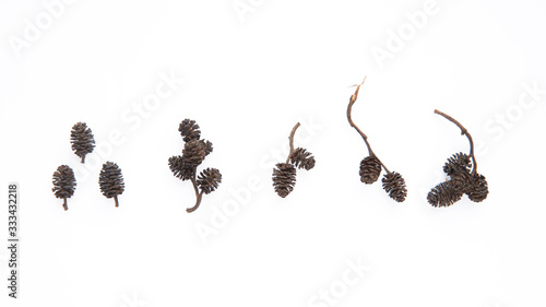 Quadro em tela Small alder cones on twigs on a white background