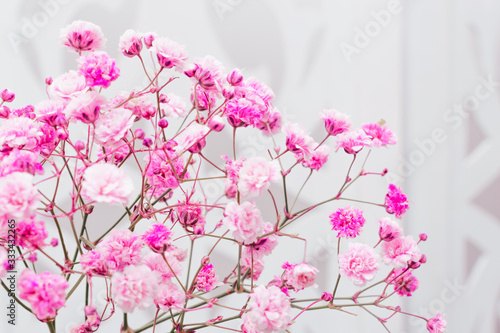 Sprig of pink gypsophila on the white background.Flowers close up,selective focus,blurred background