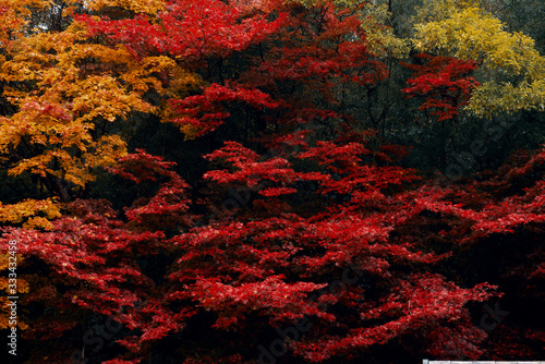 Foliage in Japan photo
