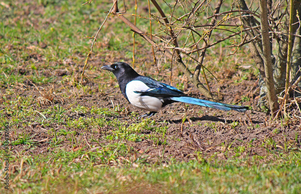 Obraz premium magpie