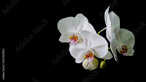 Fototapeta Naklejka Na Ścianę i Meble -  White orchid flower Phalaenopsis isolated on black background. Close-up of beautiful orchid known as Moth Orchid. Nature concept for design. Place for your text