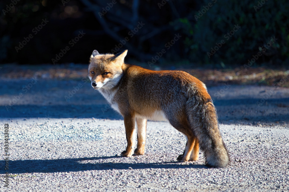 Fox in the Maremma Regional Park Alberese Tuscany Italy Fox in the Maremma Regional Park Alberese Tuscany Italy