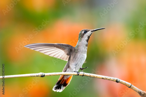 A female Ruby Topaz hummigbird preparing to take flight in defense of her territory with orange honeysuckle flowers blurred in the background.