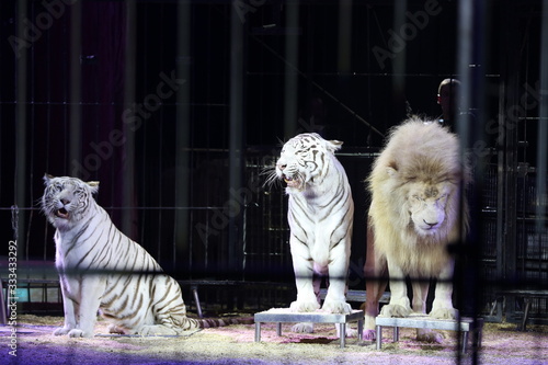 Schneeweiße Tiger und Löwen, in der Circus Arena