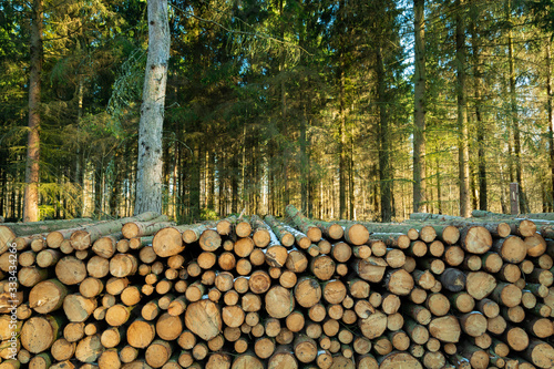 Fototapeta Naklejka Na Ścianę i Meble -  Cut trees on a pile in a green coniferous forest