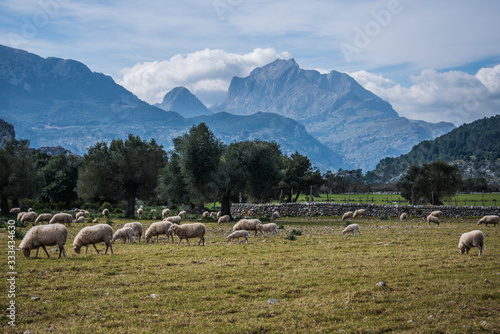 Flock of sheep in a majorcan mountain pasture