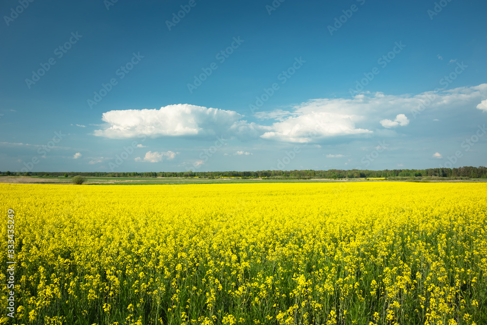 Huge field of yellow canola, white clouds on the blue sky