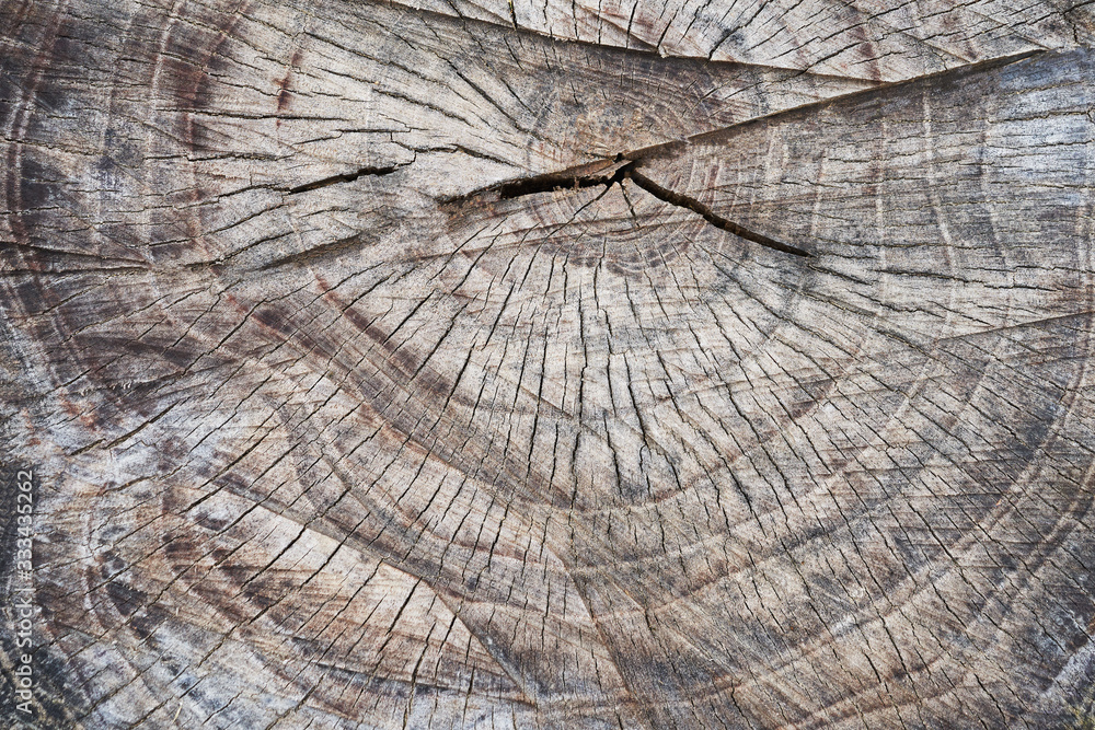 Fototapeta premium cross section of tree trunk