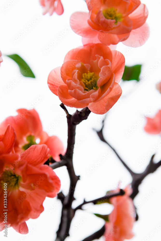 Cold winter, pink longevity plum blossoms Cold winter, pink longevity plum blossoms