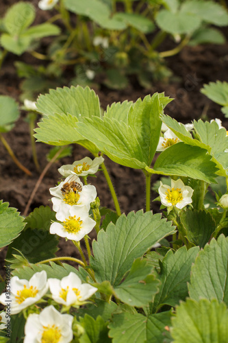 Flowering strawberry bushes at the garden in springtime.